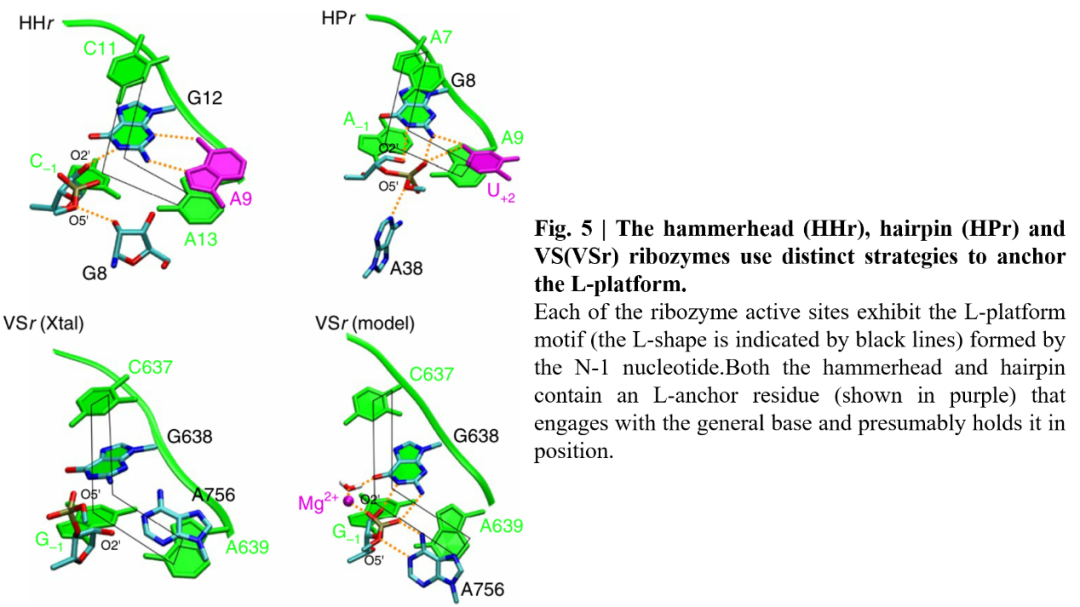 Nature Chemistry | 理論結合實驗揭示Varkud衛星核酶的催化機理 Nature Chemistry | 理論結合實驗揭示Varkud衛星核酶的催化機理