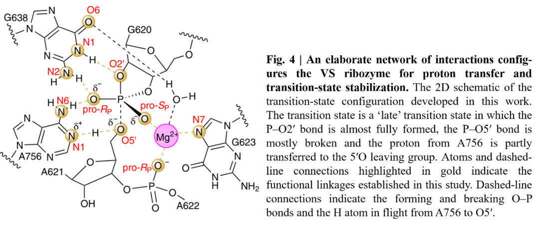 Nature Chemistry | 理論結合實驗揭示Varkud衛星核酶的催化機理 Nature Chemistry | 理論結合實驗揭示Varkud衛星核酶的催化機理