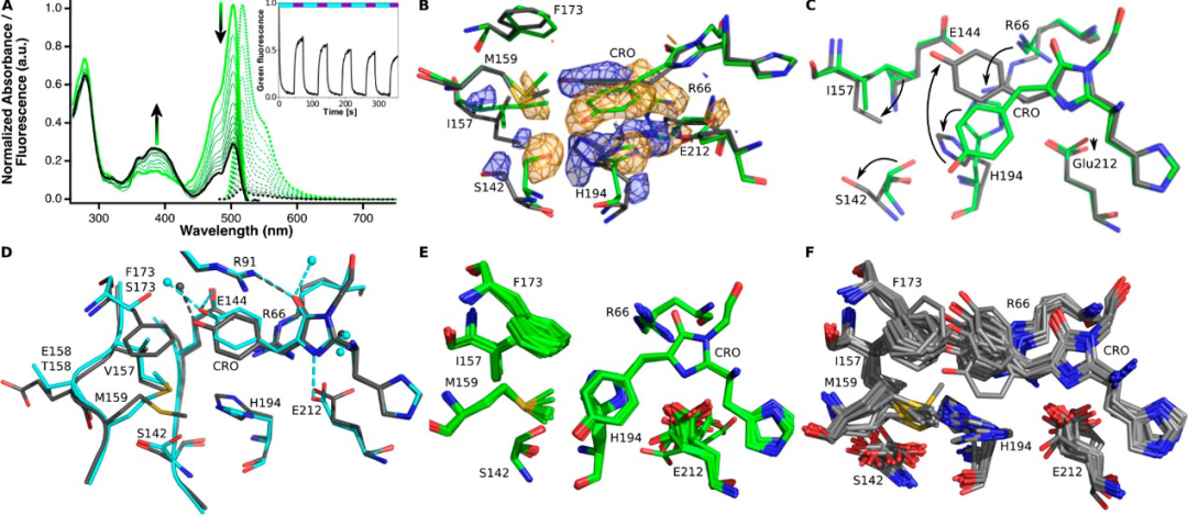JACS | 分子動力學揭示綠色熒光蛋白mEos4b的發光機制 JACS | 分子動力學揭示綠色熒光蛋白mEos4b的發光機制