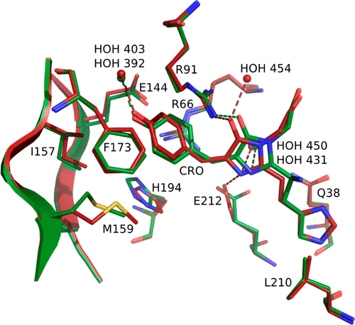 JACS | 分子動力學揭示綠色熒光蛋白mEos4b的發光機制