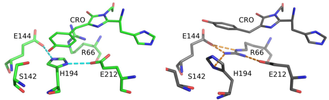 JACS | 分子動力學揭示綠色熒光蛋白mEos4b的發光機制 JACS | 分子動力學揭示綠色熒光蛋白mEos4b的發光機制