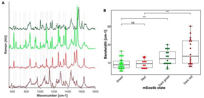 JACS | 分子動力學揭示綠色熒光蛋白mEos4b的發光機制 JACS | 分子動力學揭示綠色熒光蛋白mEos4b的發光機制