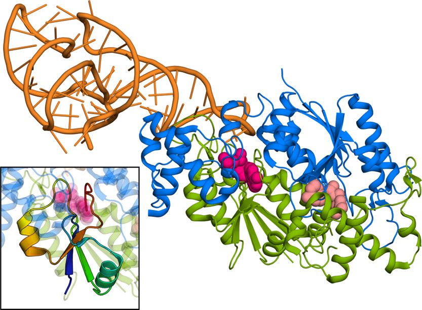 ACS Catalysis | 分子模擬結合量化計算研究Mg離子介導的TrmD酶甲基轉移過程 ACS Catalysis | 分子模擬結合量化計算研究Mg離子介導的TrmD酶甲基轉移過程