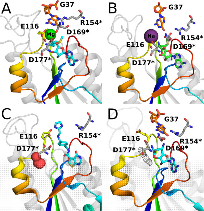 ACS Catalysis | 分子模擬結合量化計算研究Mg離子介導的TrmD酶甲基轉移過程 ACS Catalysis | 分子模擬結合量化計算研究Mg離子介導的TrmD酶甲基轉移過程