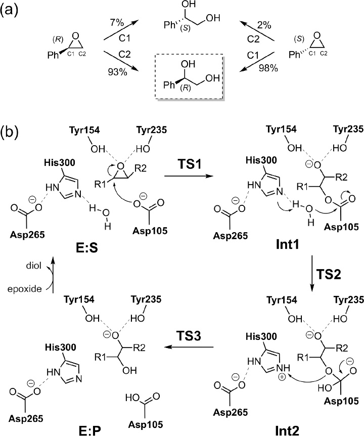 ACS Catalysis | 量子化學方法研究酶催化的立體選擇性 ACS Catalysis | 量子化學方法研究酶催化的立體選擇性