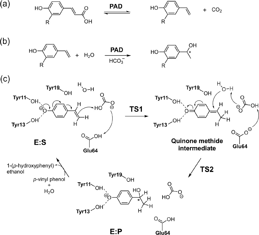 ACS Catalysis | 量子化學方法研究酶催化的立體選擇性 ACS Catalysis | 量子化學方法研究酶催化的立體選擇性