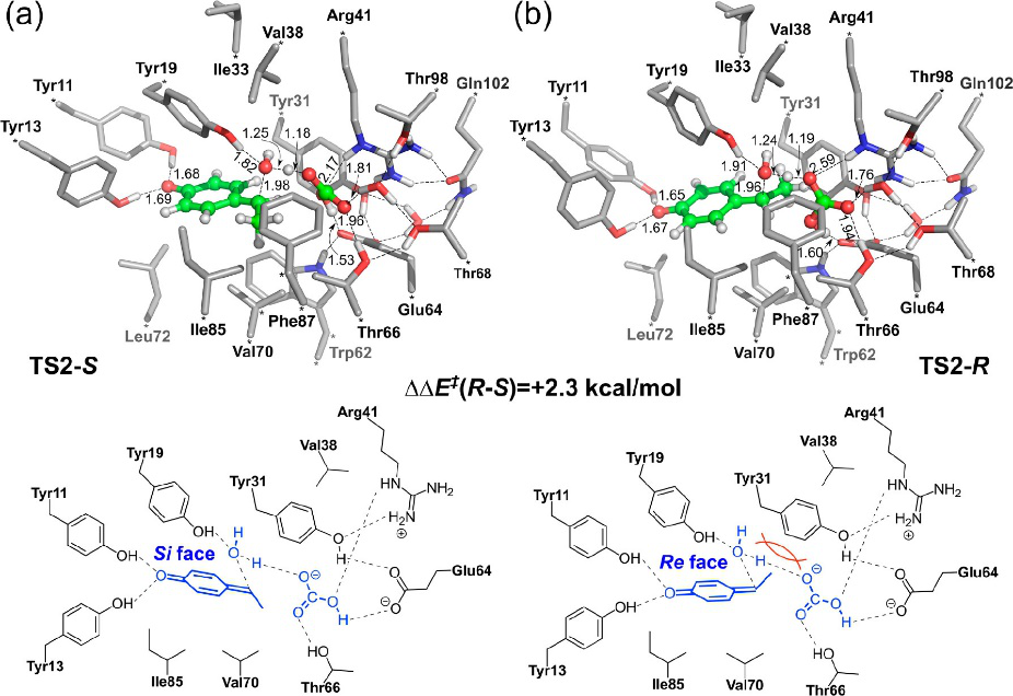 ACS Catalysis | 量子化學方法研究酶催化的立體選擇性