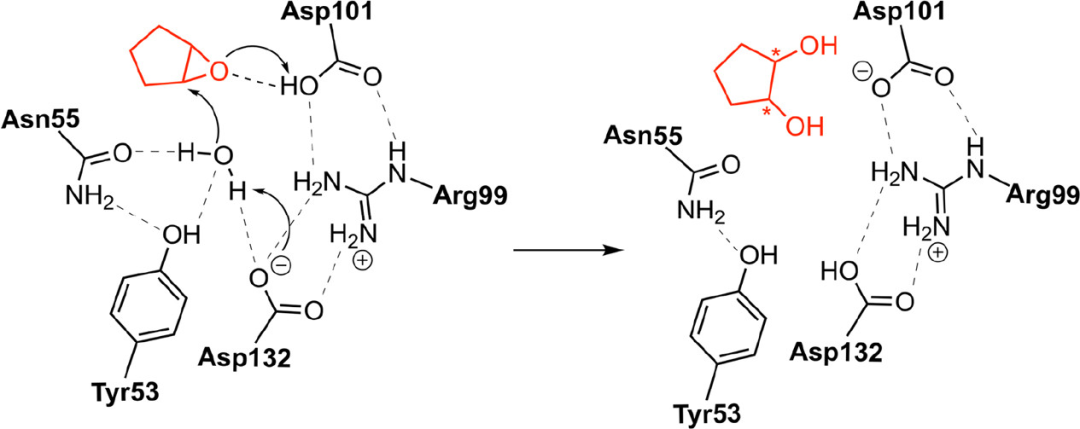 ACS Catalysis | 量子化學方法研究酶催化的立體選擇性 ACS Catalysis | 量子化學方法研究酶催化的立體選擇性