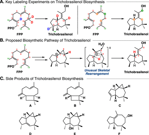 JACS | 量子化學計算揭示巴西烷型倍半萜生物合成新機制 JACS | 量子化學計算揭示巴西烷型倍半萜生物合成新機制