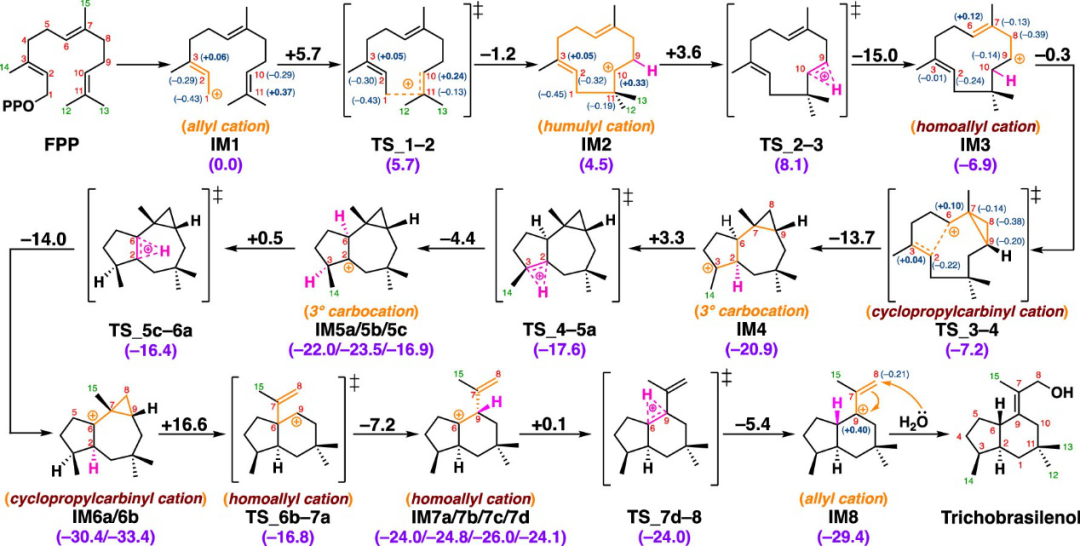 JACS | 量子化學計算揭示巴西烷型倍半萜生物合成新機制