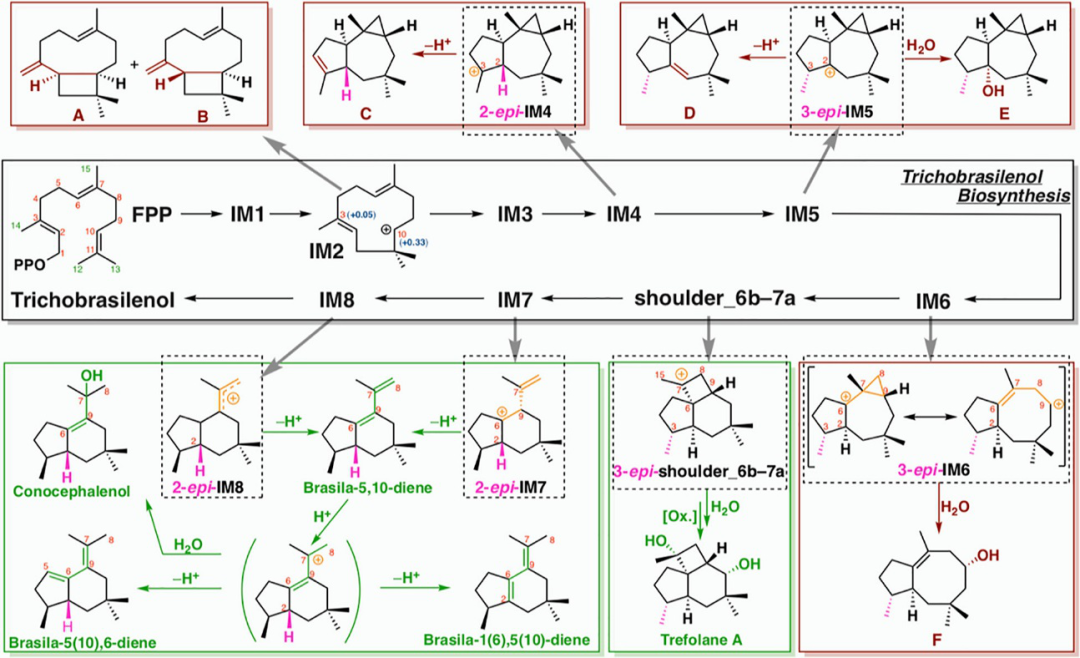 JACS | 量子化學計算揭示巴西烷型倍半萜生物合成新機制 JACS | 量子化學計算揭示巴西烷型倍半萜生物合成新機制