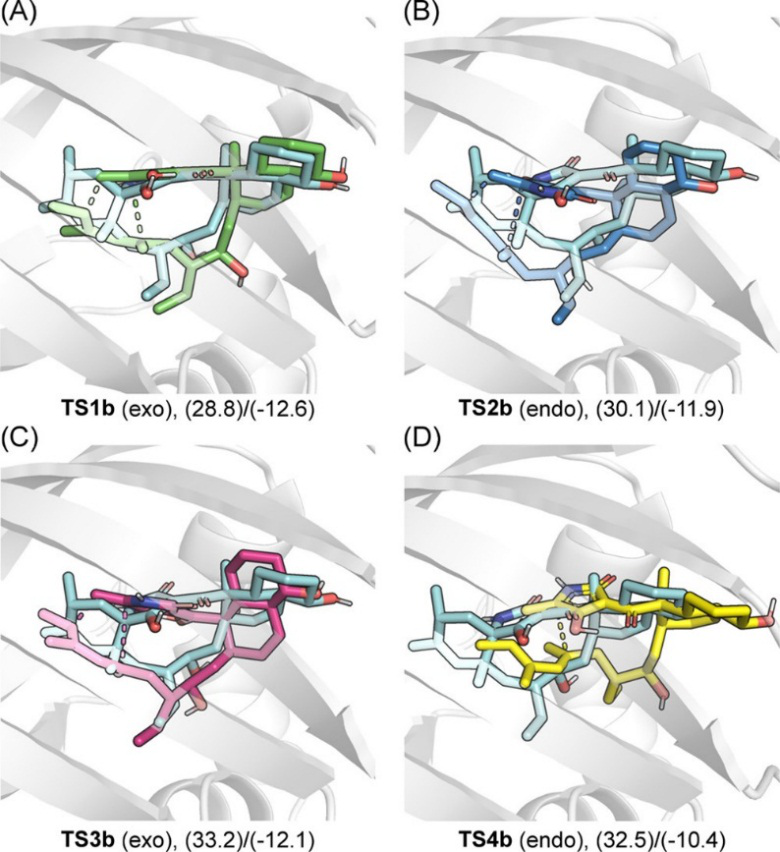 JACS | 量子化學計算揭示D-A環加成酶PyrI4的催化機制 JACS | 量子化學計算揭示D-A環加成酶PyrI4的催化機制