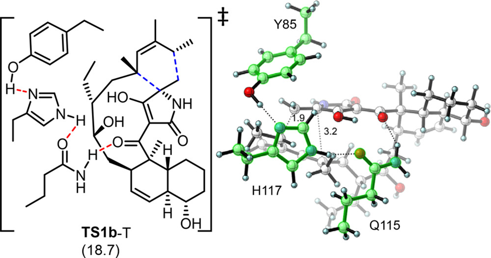 JACS | 量子化學計算揭示D-A環加成酶PyrI4的催化機制 JACS | 量子化學計算揭示D-A環加成酶PyrI4的催化機制