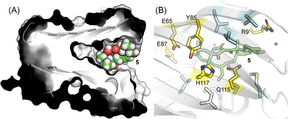 JACS | 量子化學計算揭示D-A環加成酶PyrI4的催化機制 JACS | 量子化學計算揭示D-A環加成酶PyrI4的催化機制