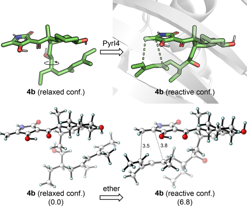 JACS | 量子化學計算揭示D-A環加成酶PyrI4的催化機制 JACS | 量子化學計算揭示D-A環加成酶PyrI4的催化機制