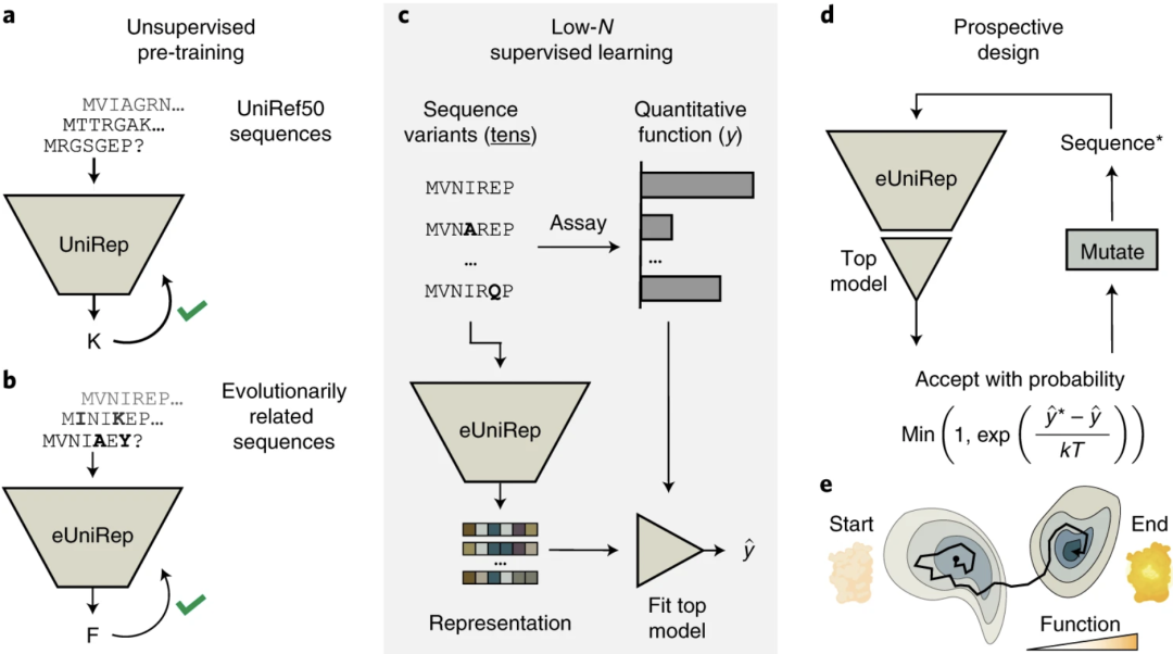 Nature Methods | 利用高效數據優化Low-N蛋白篩選方法 Nature Methods | 利用高效數據優化Low-N蛋白篩選方法