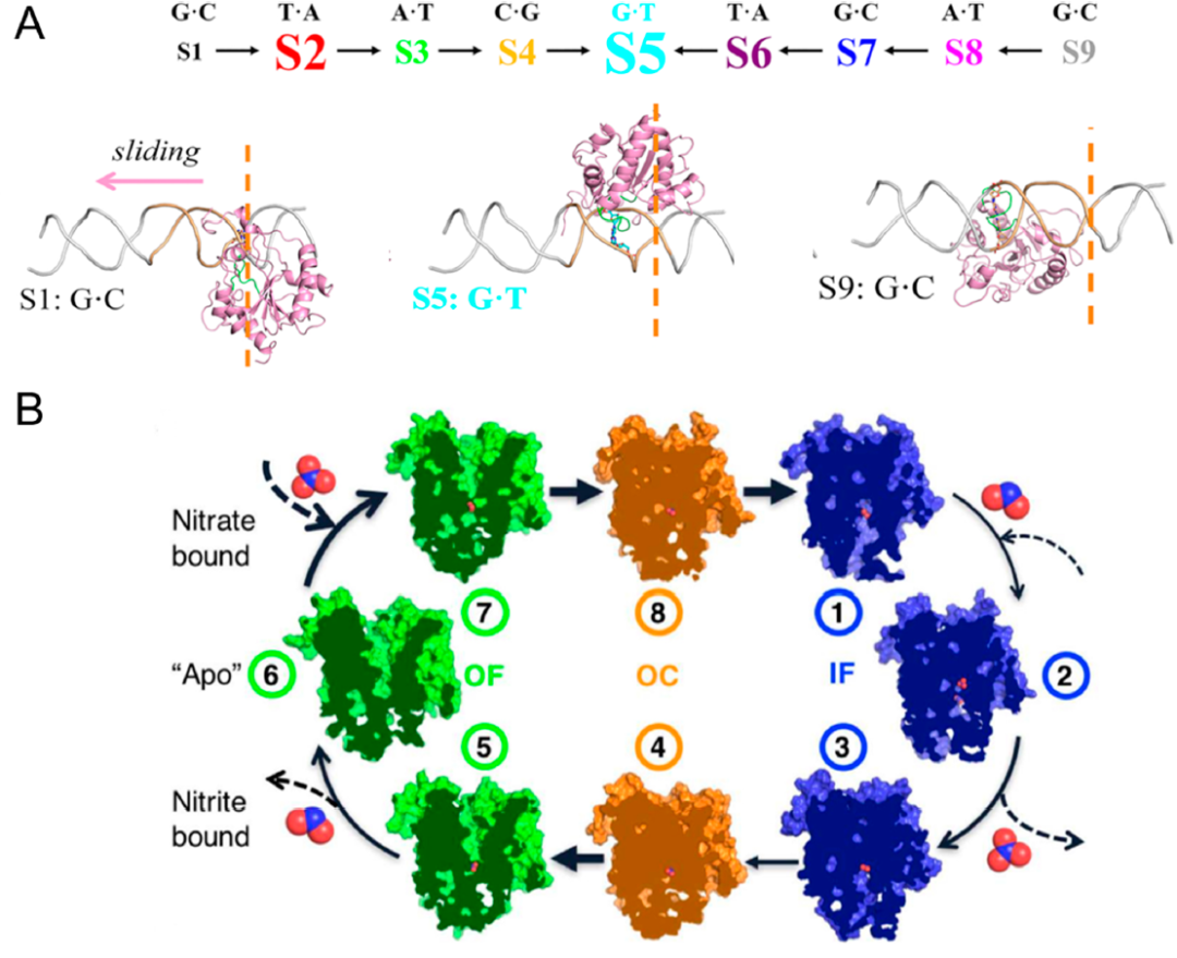 JACS Au|機器學習時代下研究蛋白功能動力學的馬爾可夫狀態模型 JACS Au|機器學習時代下研究蛋白功能動力學的馬爾可夫狀態模型