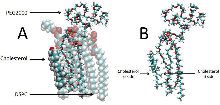 Curr Top Med Chem. | MD能為LNP做哪些事兒? Curr Top Med Chem. | MD能為LNP做哪些事兒?