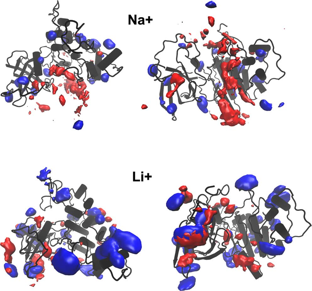 JCIM | 新的計算方法揭示鋰藥對GSK-3β與其分子伴侶結合親和力的影響