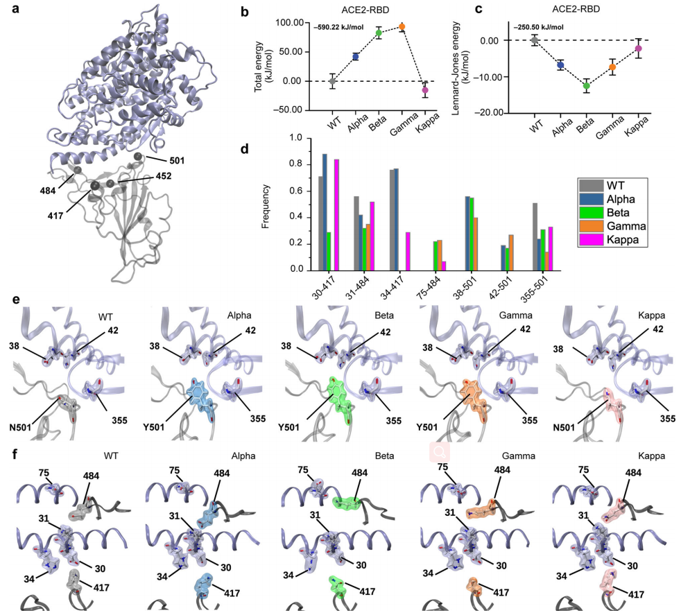 Nat. Commun. | 從分子角度分析SARS-CoV-2突變體的受體結合能量 Nat. Commun. | 從分子角度分析SARS-CoV-2突變體的受體結合能量