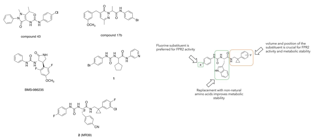 JMC | 甲酰肽受體 2 (FPR2) 脲基丙酰胺類激動劑的設計、合成與生物學評價