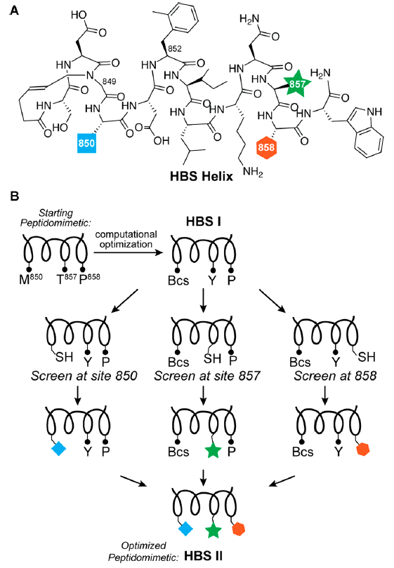 JACS | 肽鏈:用于擬肽抑制劑發現的口袋定向片段篩選 JACS | 肽鏈:用于擬肽抑制劑發現的口袋定向片段篩選