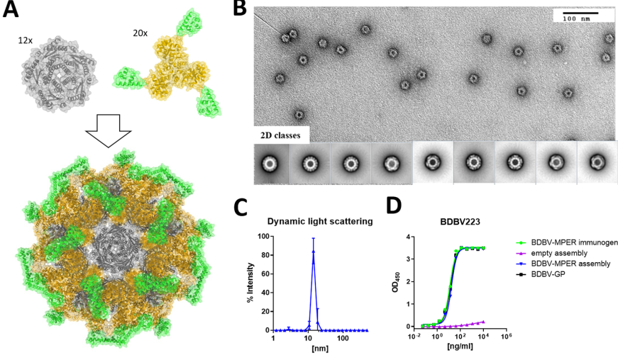 PLOS Pathogens | 基于埃博拉病毒糖蛋白HR2-MPER區域的表位聚焦的免疫原設計