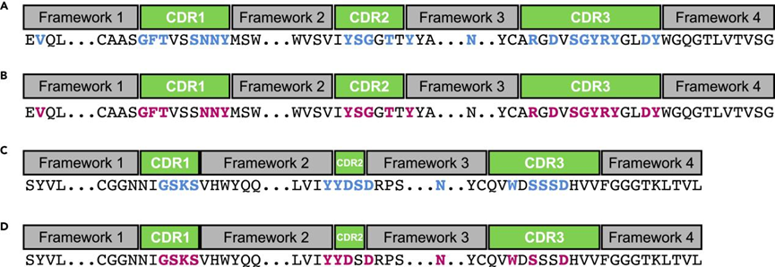 Patterns | 利用自監督學習來破譯抗體的語言
