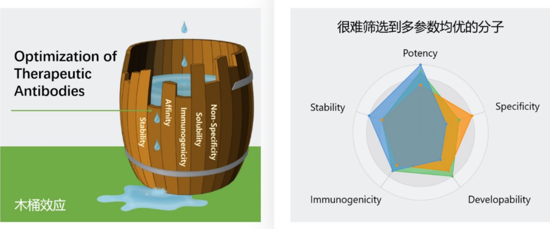 抗體藥物可開發性預測的關鍵指標及快速評價